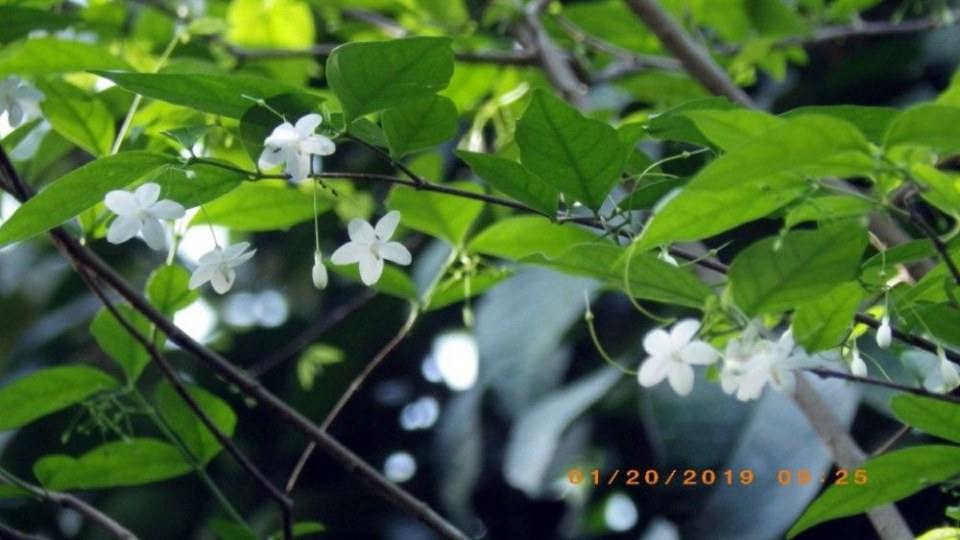 ดอกโมก