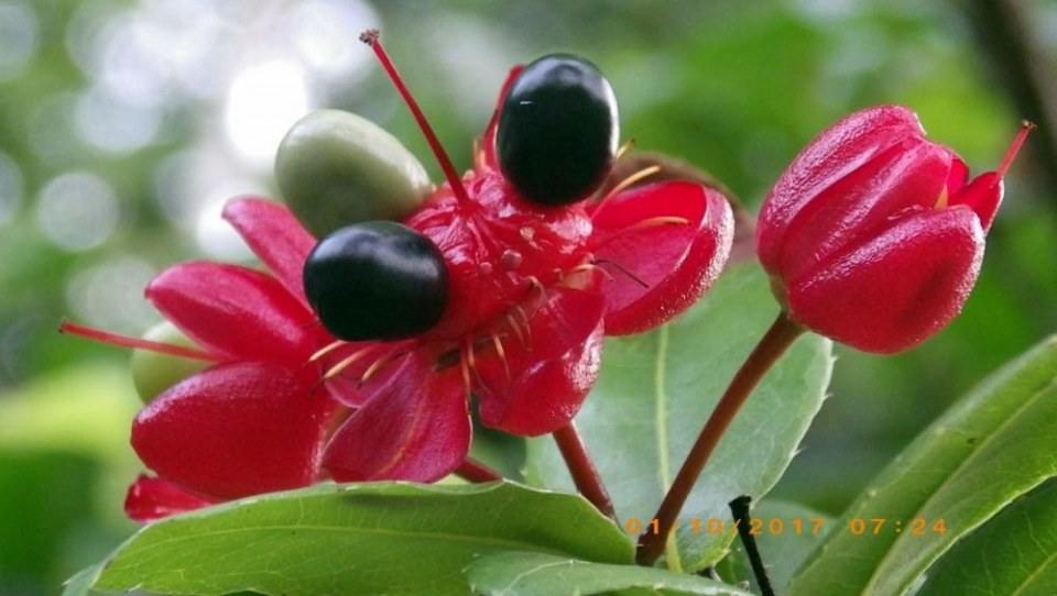 สีดำ เมล็ดสุก
