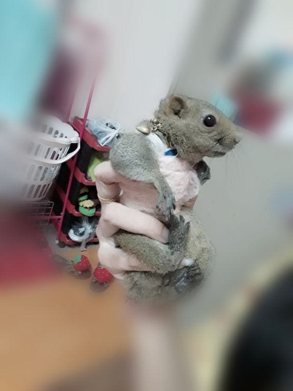 โตโต้