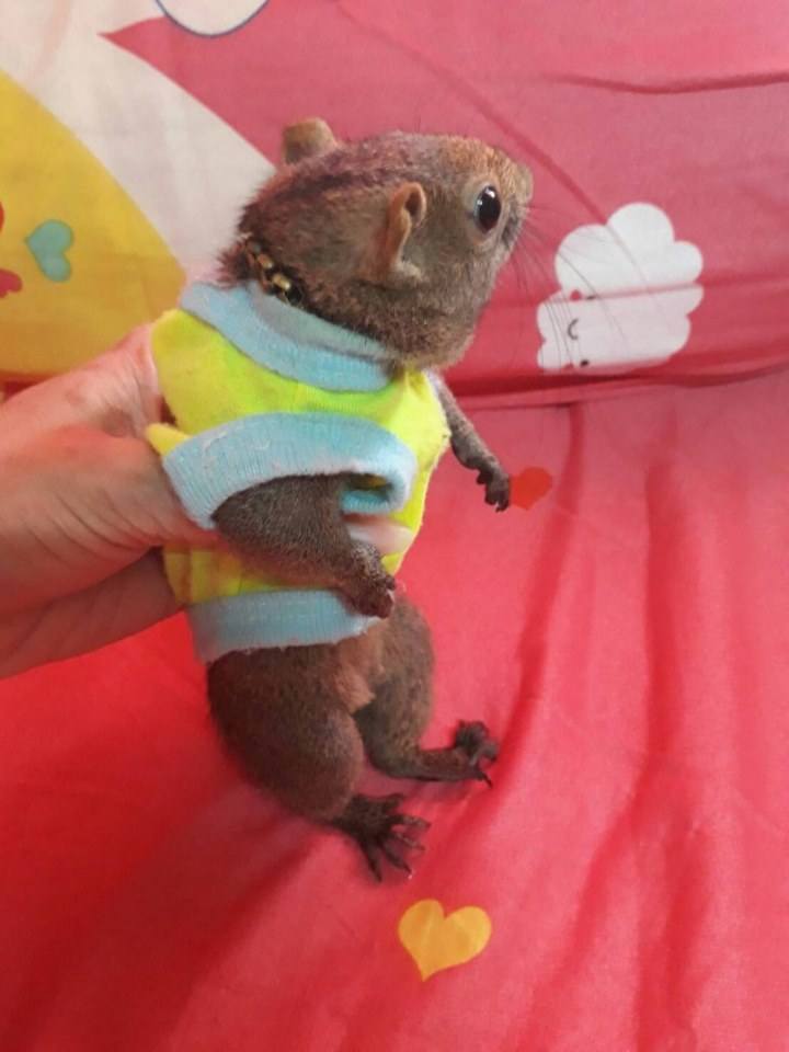 โตโต้