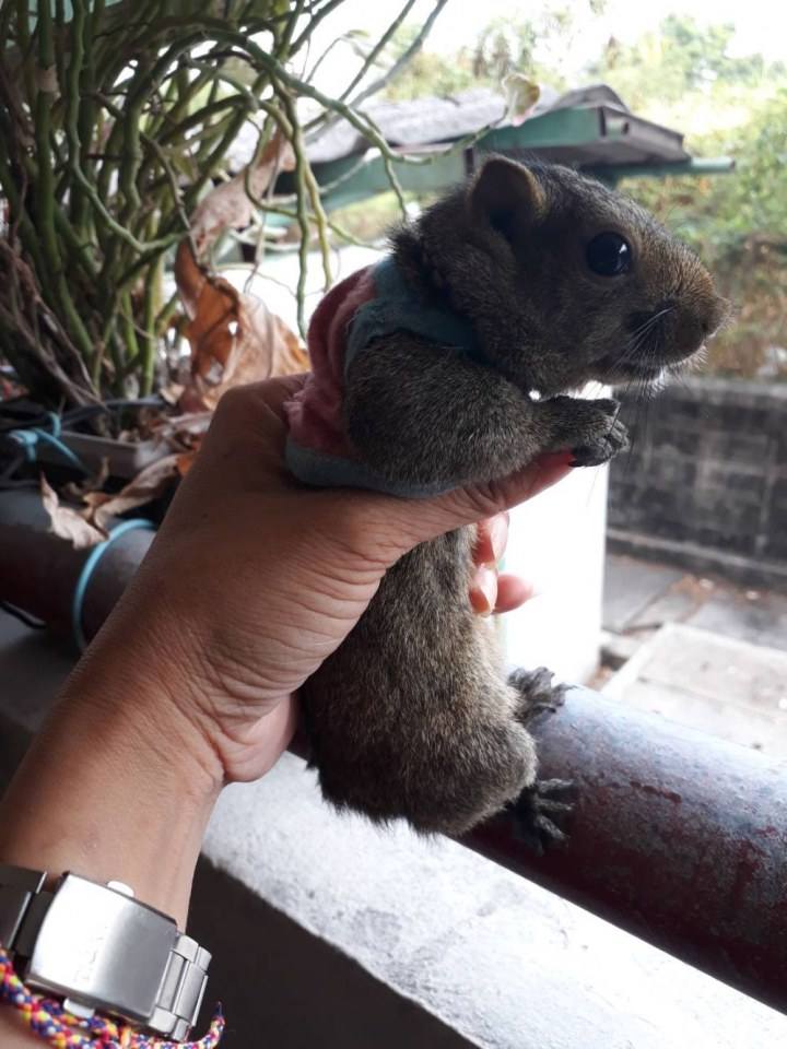 โตโต้