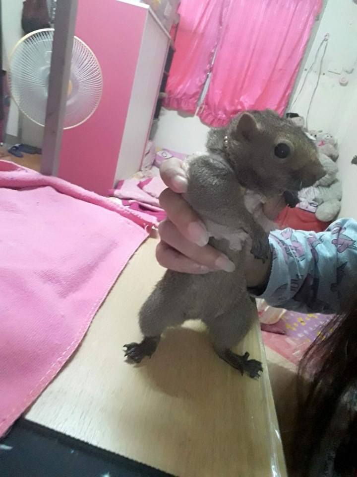 โตโต้