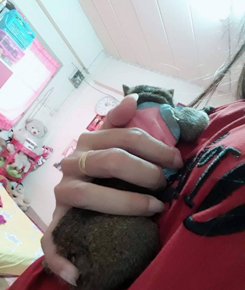 โตโต้