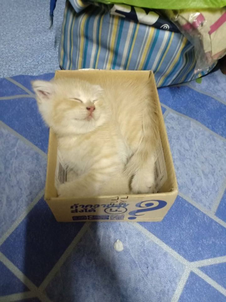 แมว