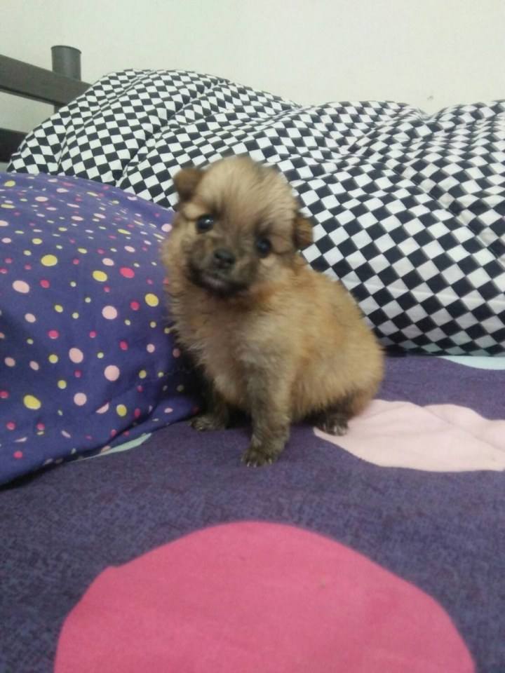น้องข้าวตังคะ