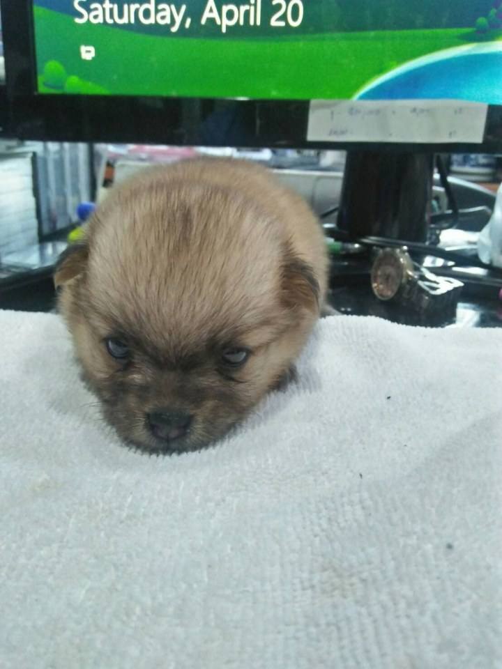 น้องข้าวตังคะ