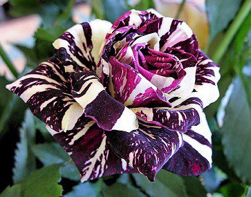 Beautiful flowers