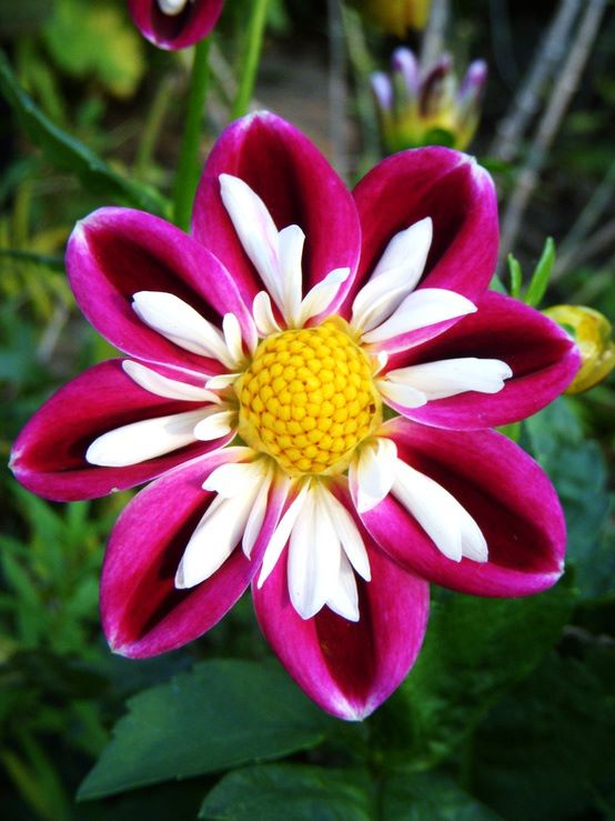 Beautiful flowers