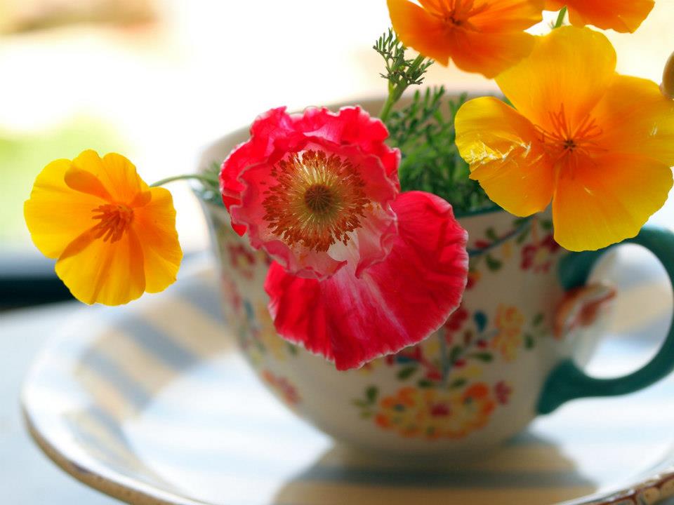 Beautiful flowers