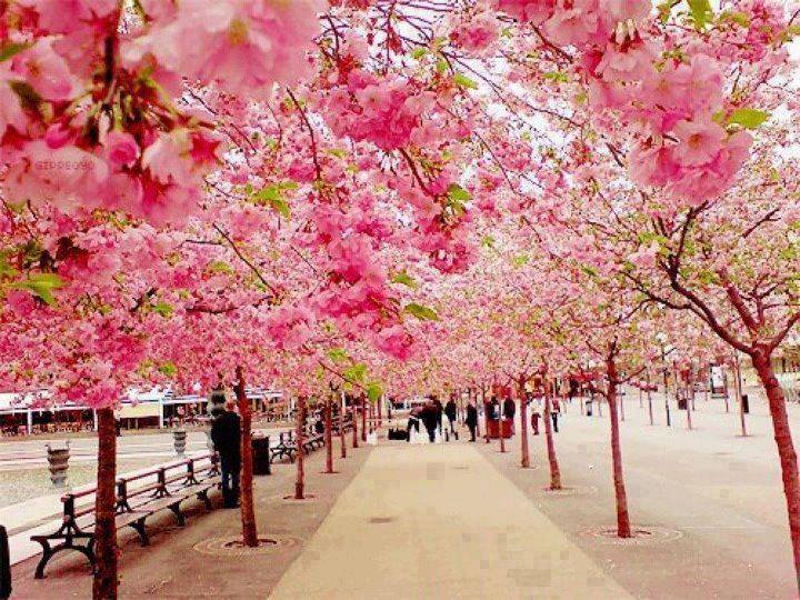 Beautiful flowers