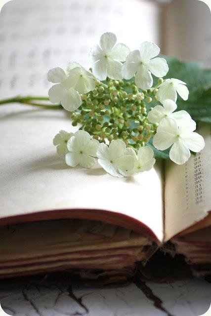 Beautiful flowers