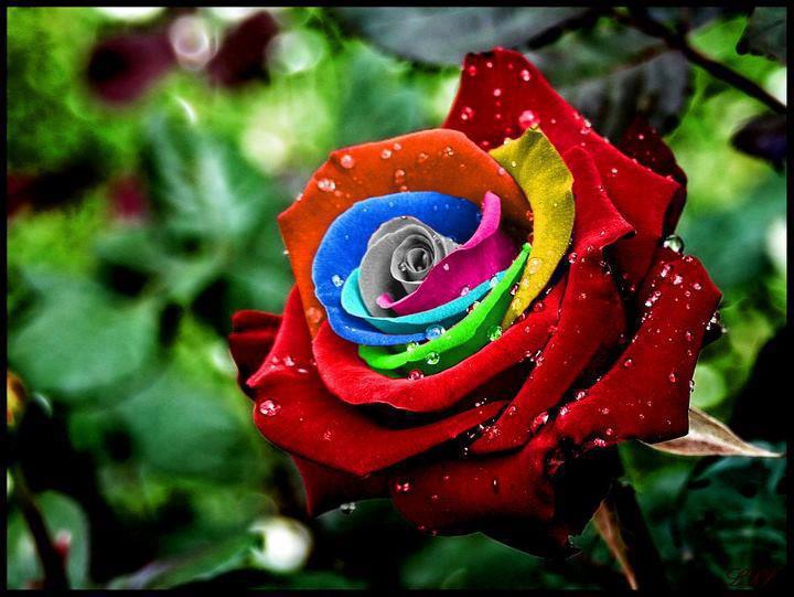 Beautiful flowers