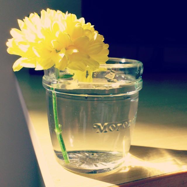 Beautiful flowers