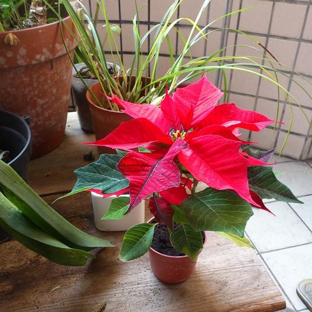 Beautiful flowers