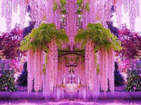 Beautiful flowers