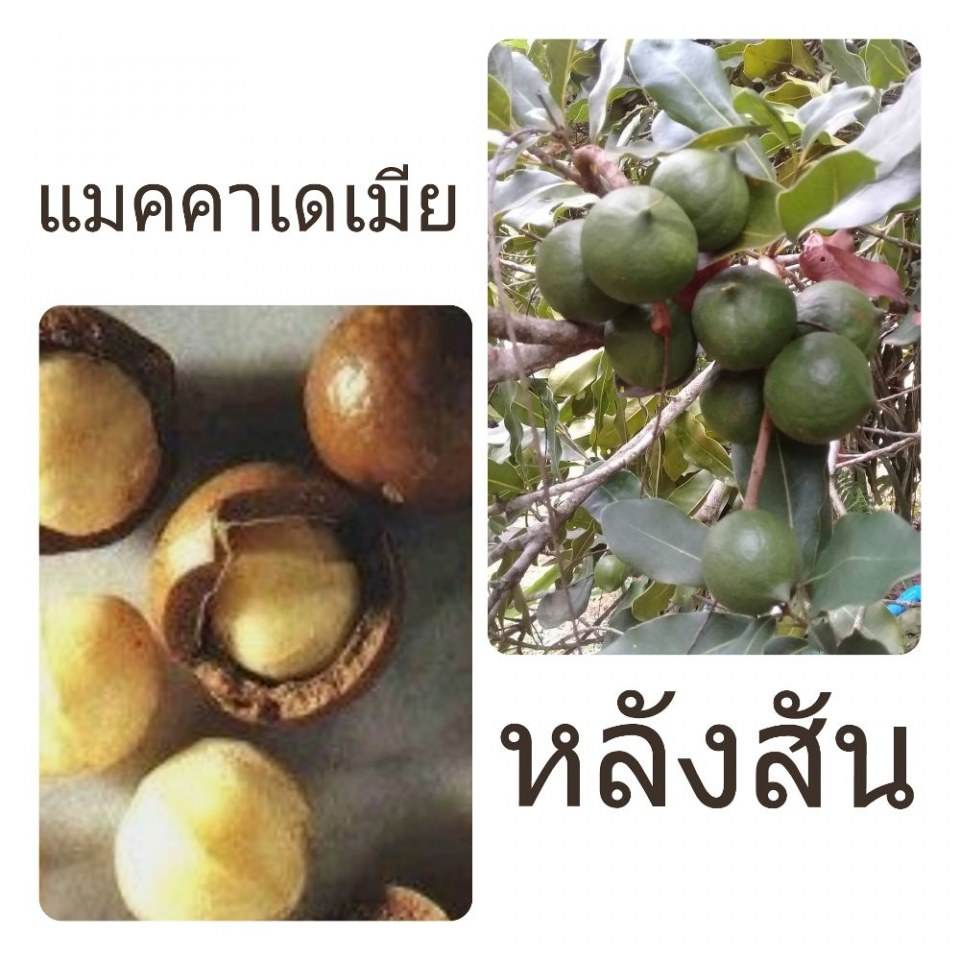ผลไม้หลังสัน แมคคาเดเมีย อโวคาโด