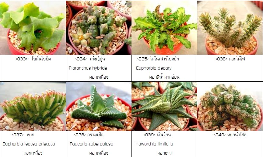 รวมภาพพันธุ์ของกระบองเพชรและไม้อวบน้ำครับ