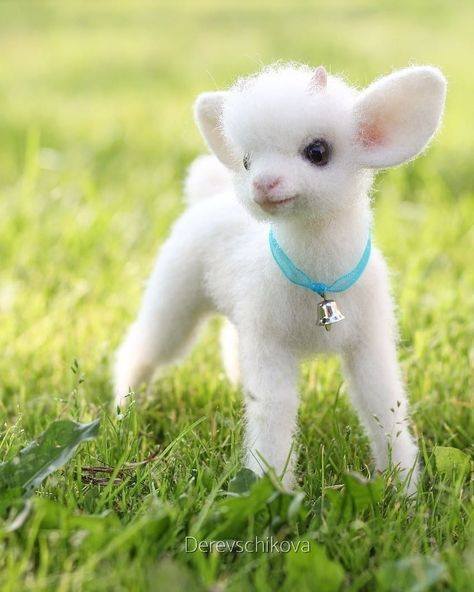 Cubs doll