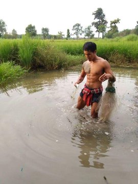 หนุ่มบ้านนา...โคตรแซ่บ