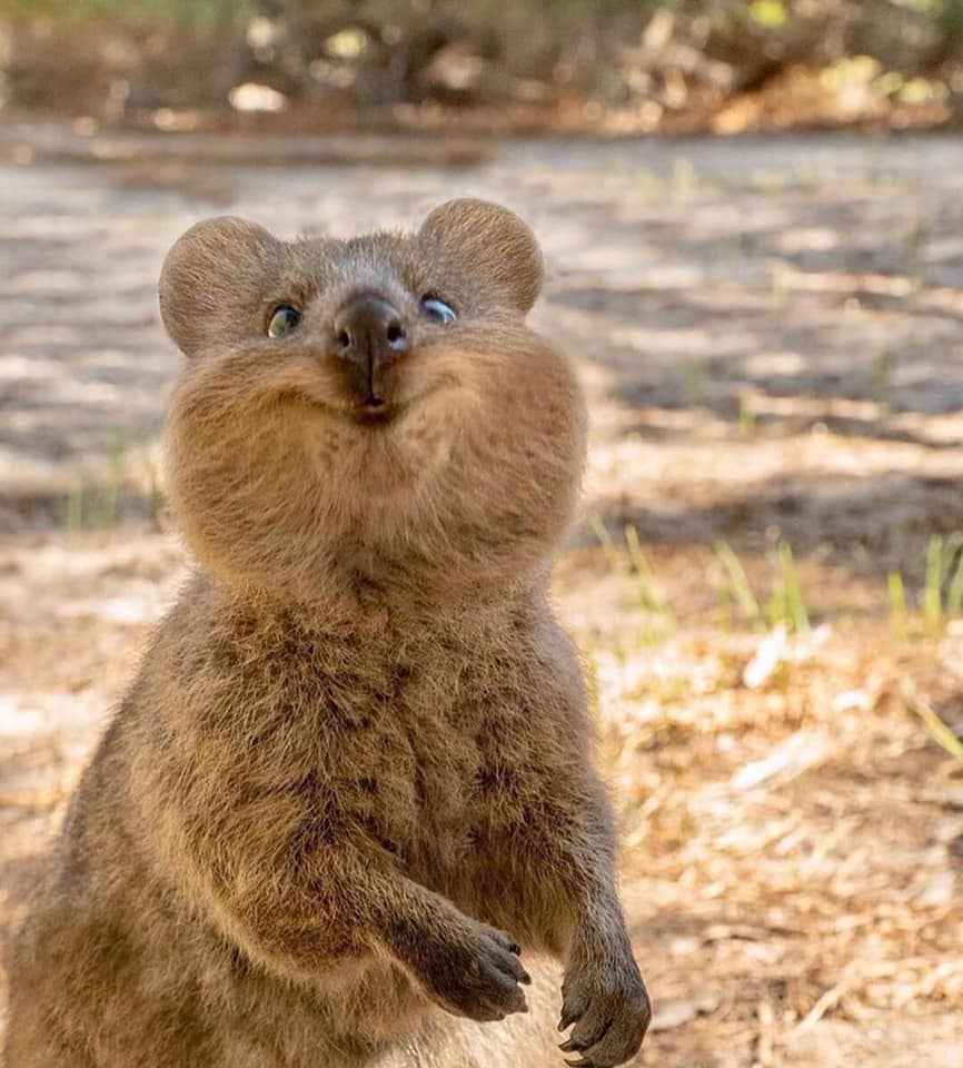 Quokka