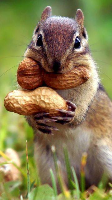 Funny pictures