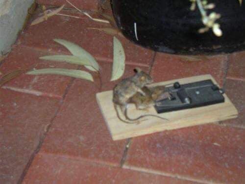 Funny pictures