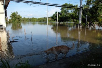น้ำท่เมืองอุบลราชธานี 2562