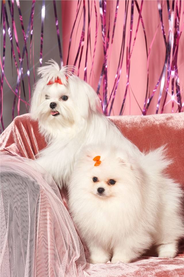ใบเฟิร์น พิมพ์ชนก @ Pet Hipster Magazine March 2020