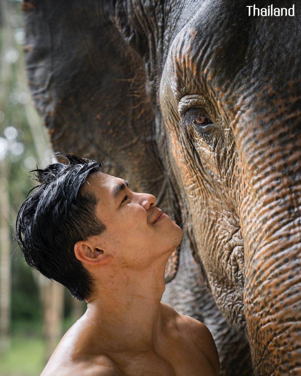 THAILAND 🇹🇭 | All Elephant Home Phuket - ออลล์ เอลเลเฟ่นท์ โฮม ภูเก็ต