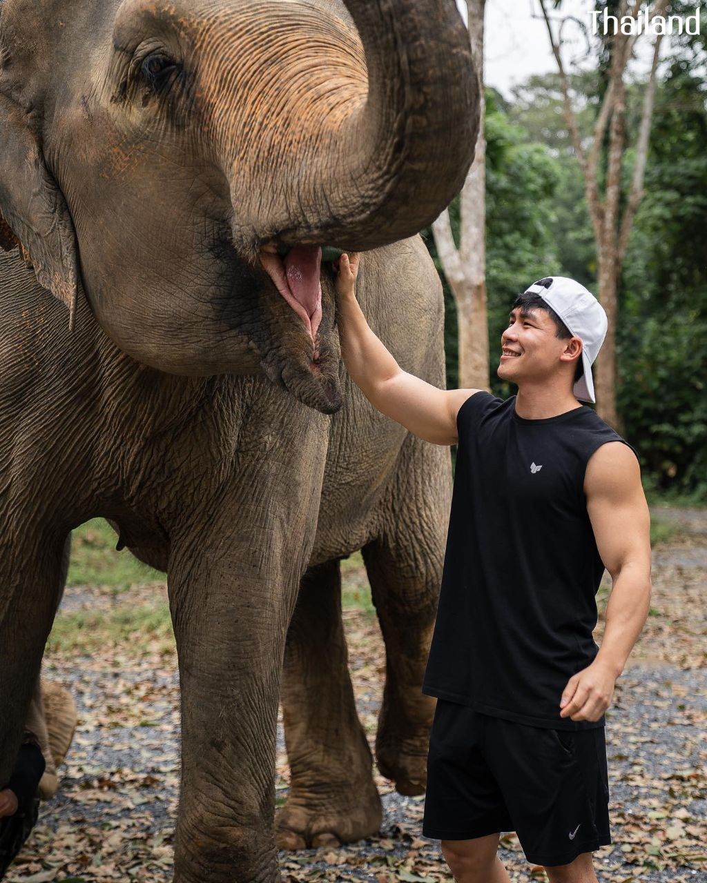 THAILAND 🇹🇭 | All Elephant Home Phuket - ออลล์ เอลเลเฟ่นท์ โฮม ภูเก็ต