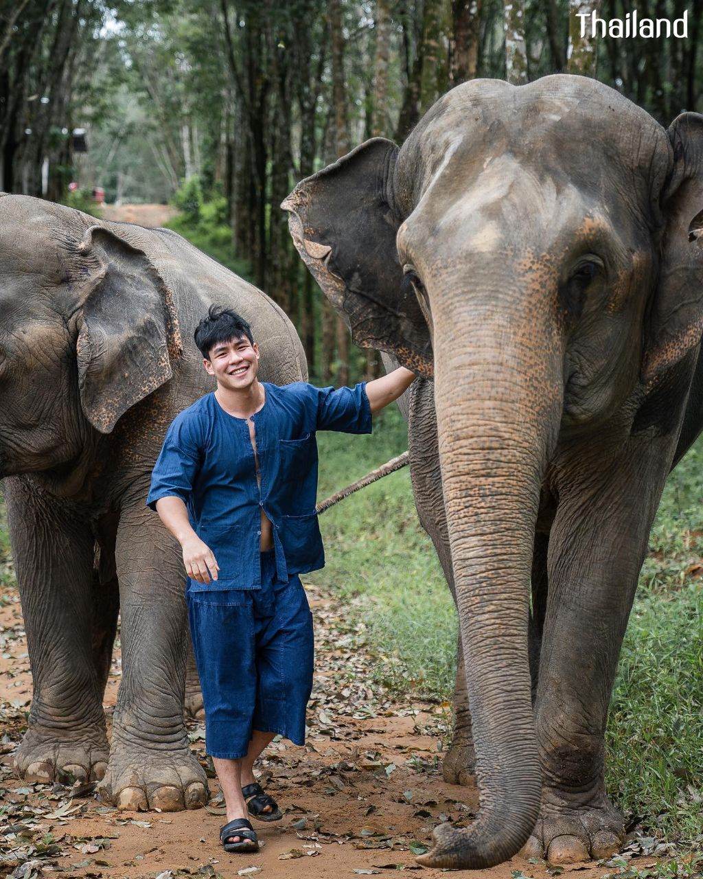 THAILAND 🇹🇭 | All Elephant Home Phuket - ออลล์ เอลเลเฟ่นท์ โฮม ภูเก็ต