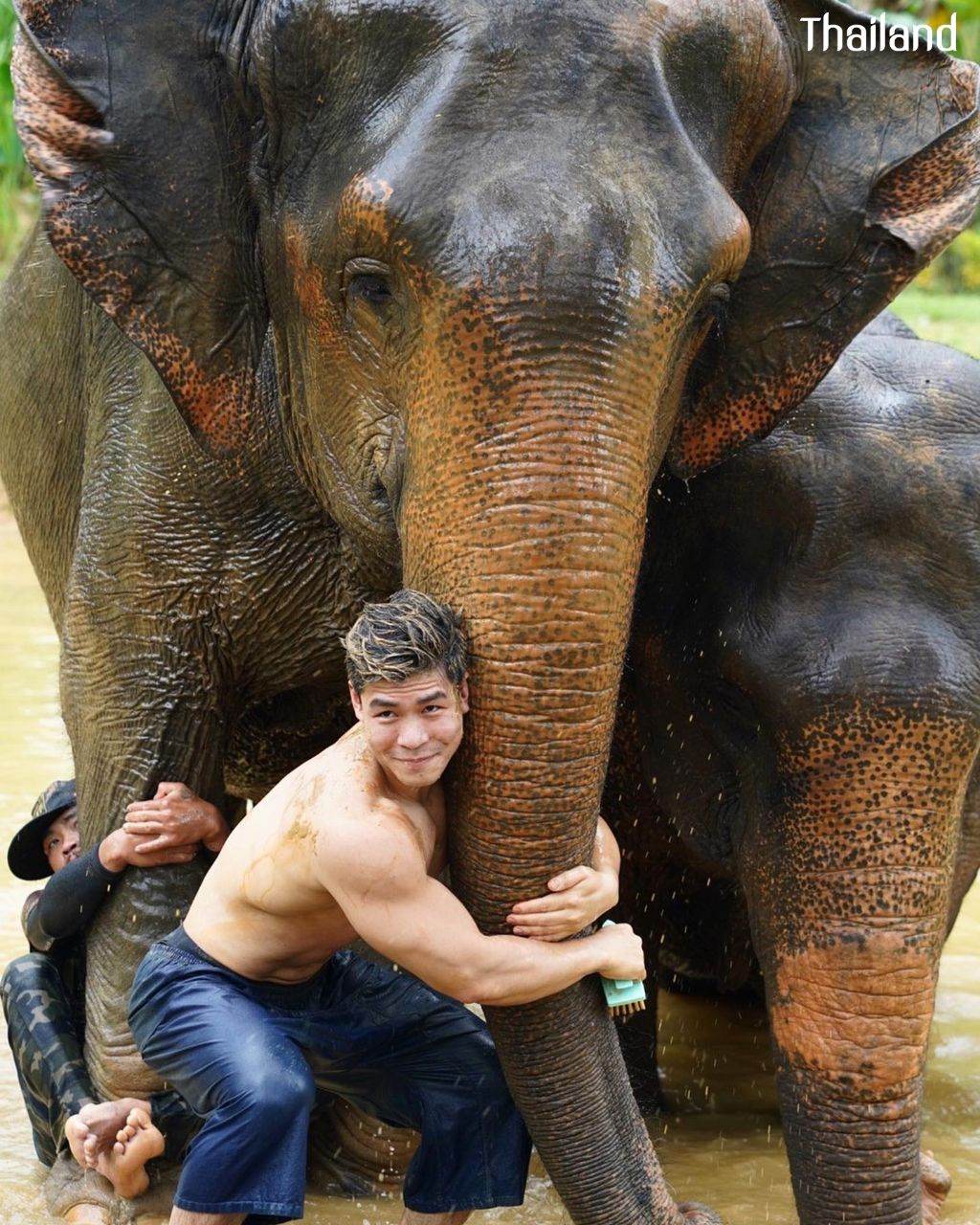 THAILAND 🇹🇭 | All Elephant Home Phuket - ออลล์ เอลเลเฟ่นท์ โฮม ภูเก็ต