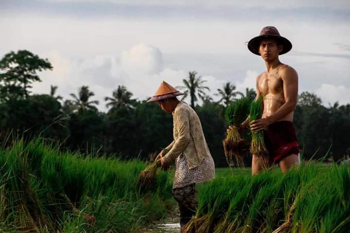 ดีต่อใจ#1594ทำนากับหนุ่มพม่า