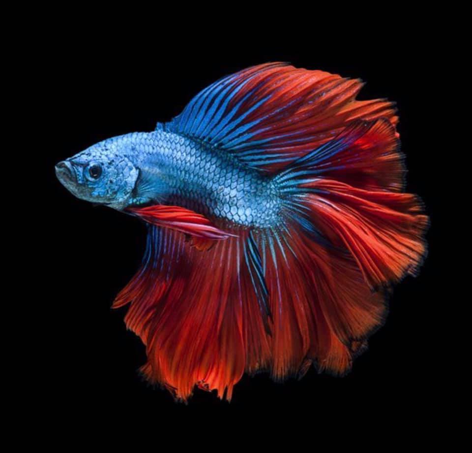 THAILAND 🇹🇭 | ปลากัดไทย, Siamese Fighting fish