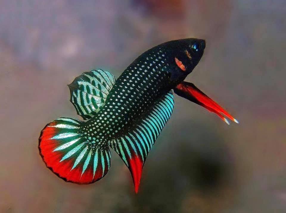 THAILAND 🇹🇭 | ปลากัดไทย, Siamese Fighting fish