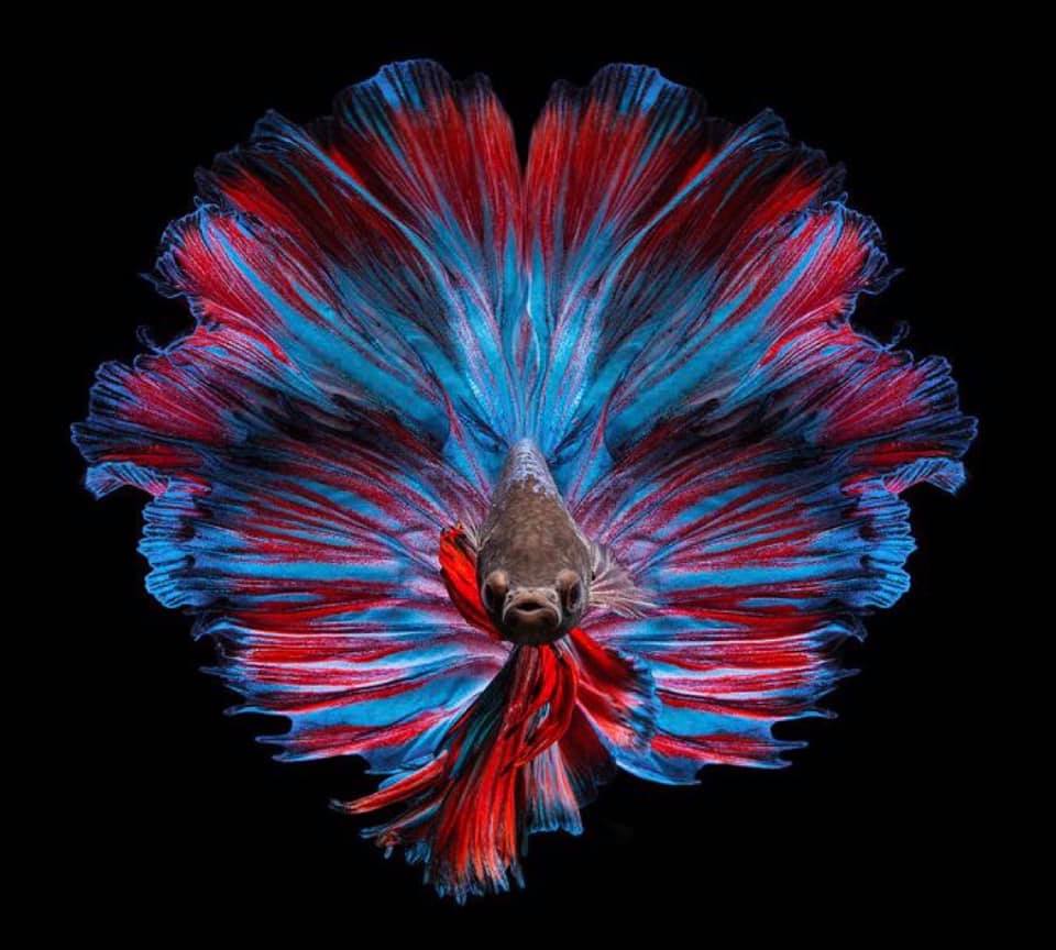 THAILAND 🇹🇭 | ปลากัดไทย, Siamese Fighting fish