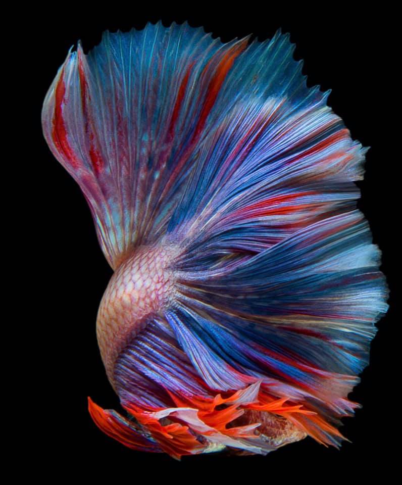 THAILAND 🇹🇭 | ปลากัดไทย, Siamese Fighting fish