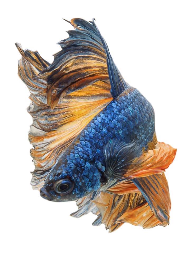 THAILAND 🇹🇭 | ปลากัดไทย, Siamese Fighting fish