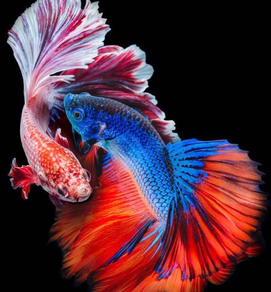 THAILAND 🇹🇭 | ปลากัดไทย, Siamese Fighting fish