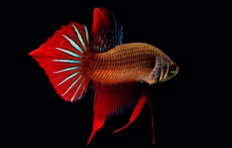 THAILAND 🇹🇭 | ปลากัดไทย, Siamese Fighting fish