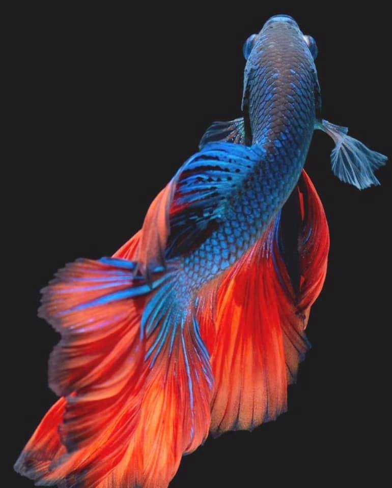 THAILAND 🇹🇭 | ปลากัดไทย, Siamese Fighting fish