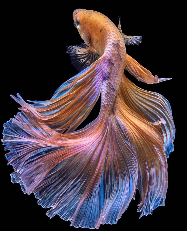 THAILAND 🇹🇭 | ปลากัดไทย, Siamese Fighting fish