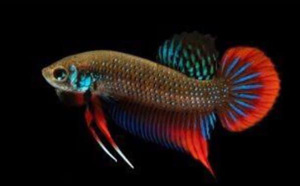THAILAND 🇹🇭 | ปลากัดไทย, Siamese Fighting fish