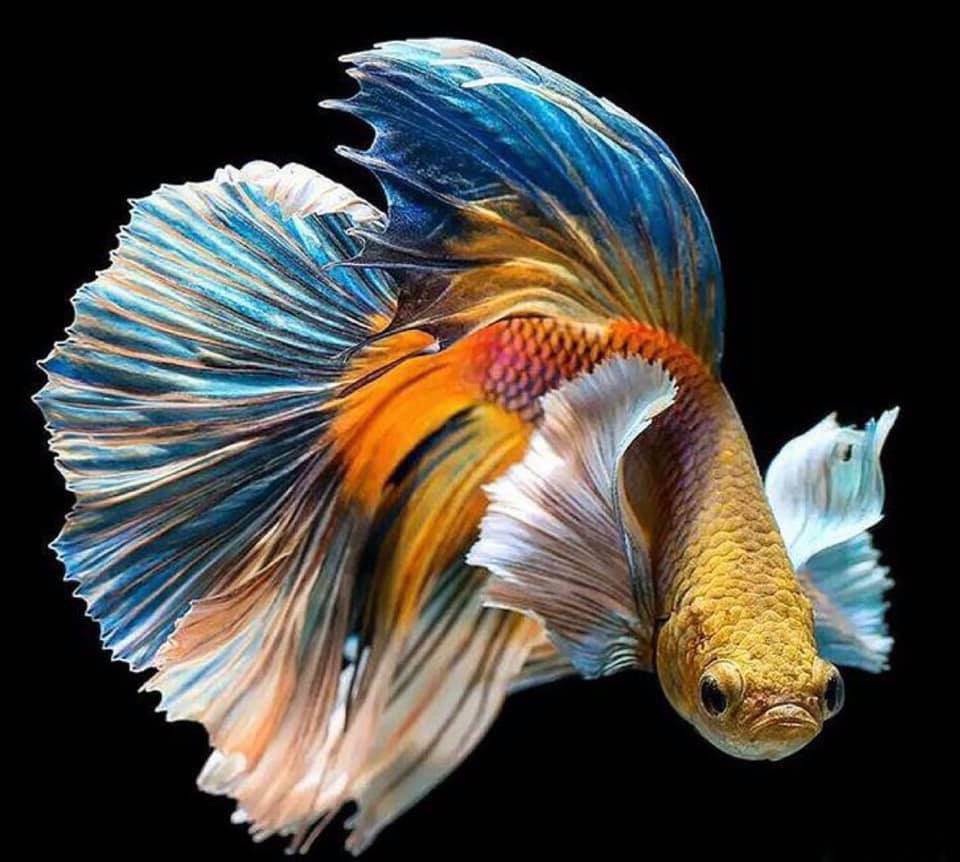 THAILAND 🇹🇭 | ปลากัดไทย, Siamese Fighting fish