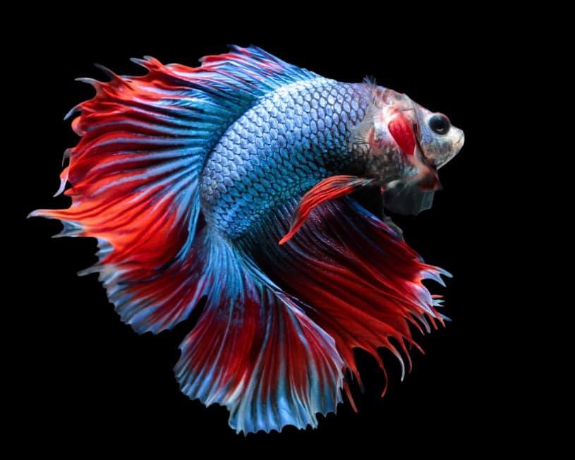 THAILAND 🇹🇭 | ปลากัดไทย, Siamese Fighting fish