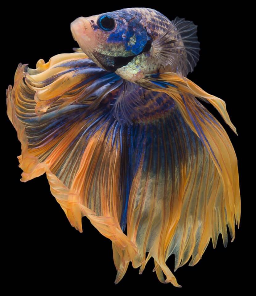 THAILAND 🇹🇭 | ปลากัดไทย, Siamese Fighting fish