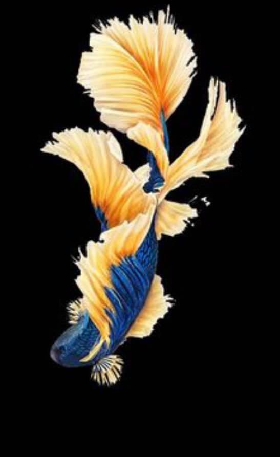 THAILAND 🇹🇭 | ปลากัดไทย, Siamese Fighting fish