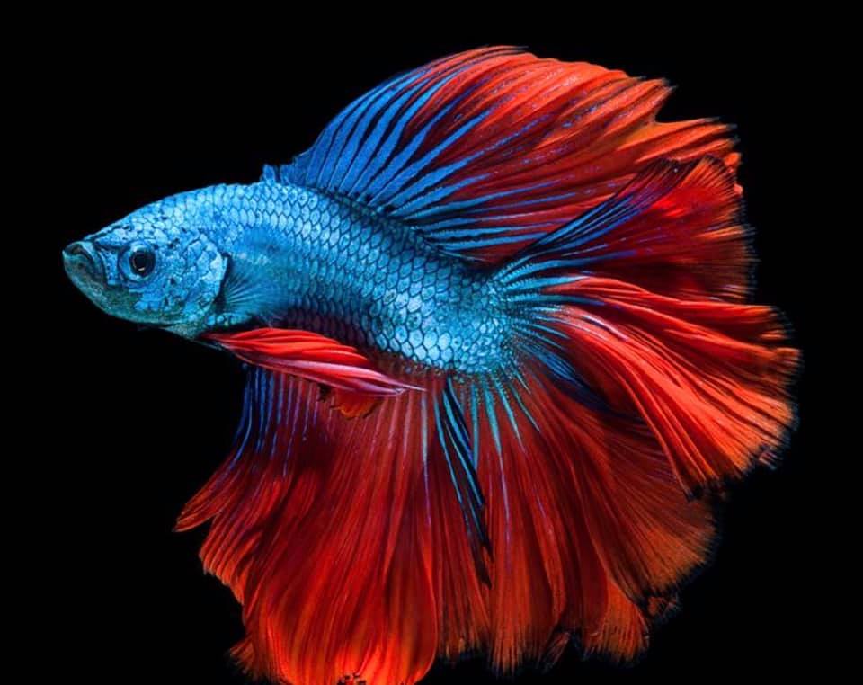 THAILAND 🇹🇭 | ปลากัดไทย, Siamese Fighting fish