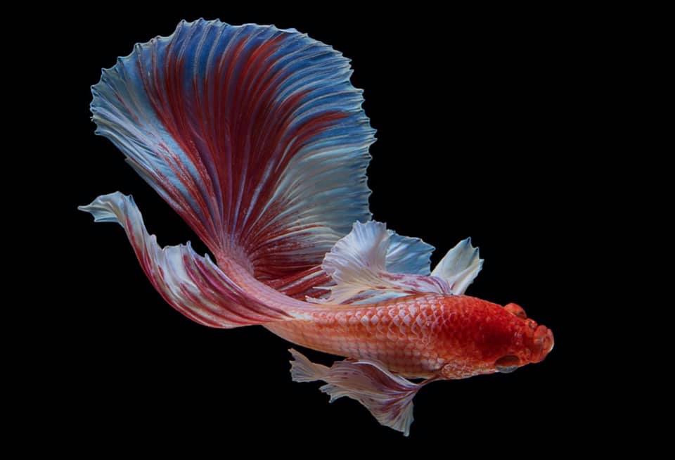 THAILAND 🇹🇭 | ปลากัดไทย, Siamese Fighting fish