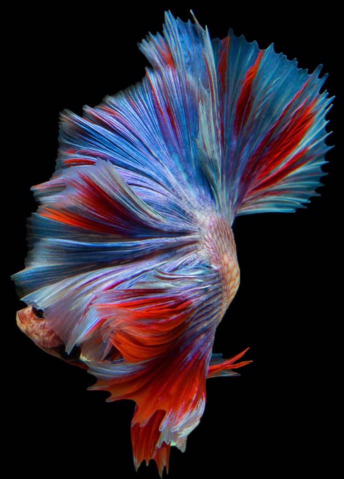 THAILAND 🇹🇭 | ปลากัดไทย, Siamese Fighting fish